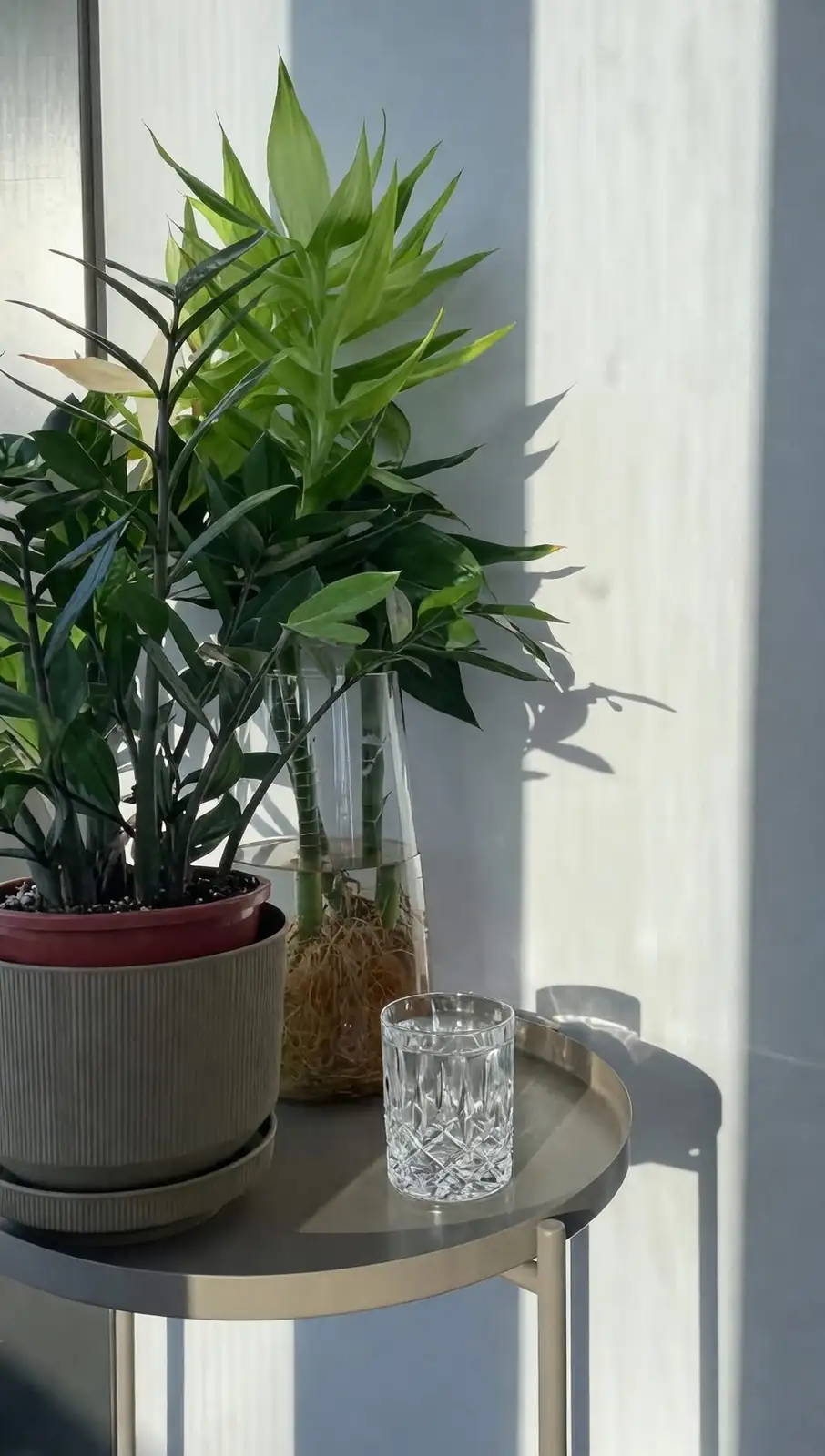 lucky bamboo water propagation cuttings