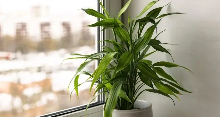 富贵竹的花语从哪儿来？“节节高升”到数字寓意的文化密码