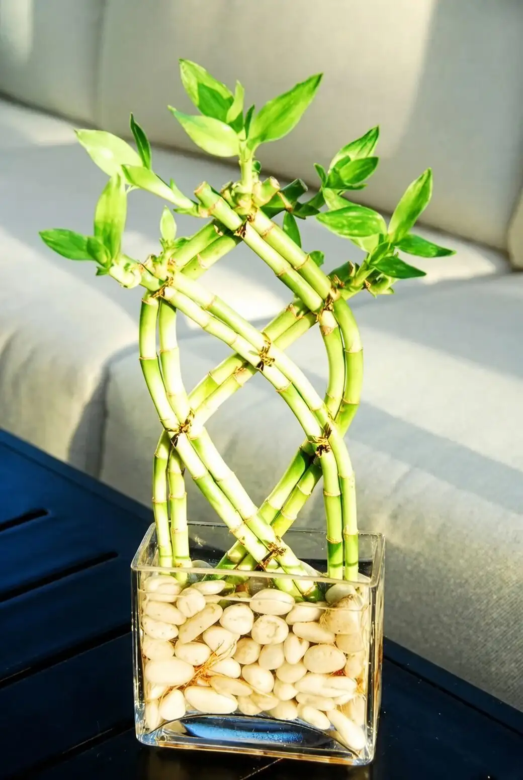 lucky bamboo feng shui corner
