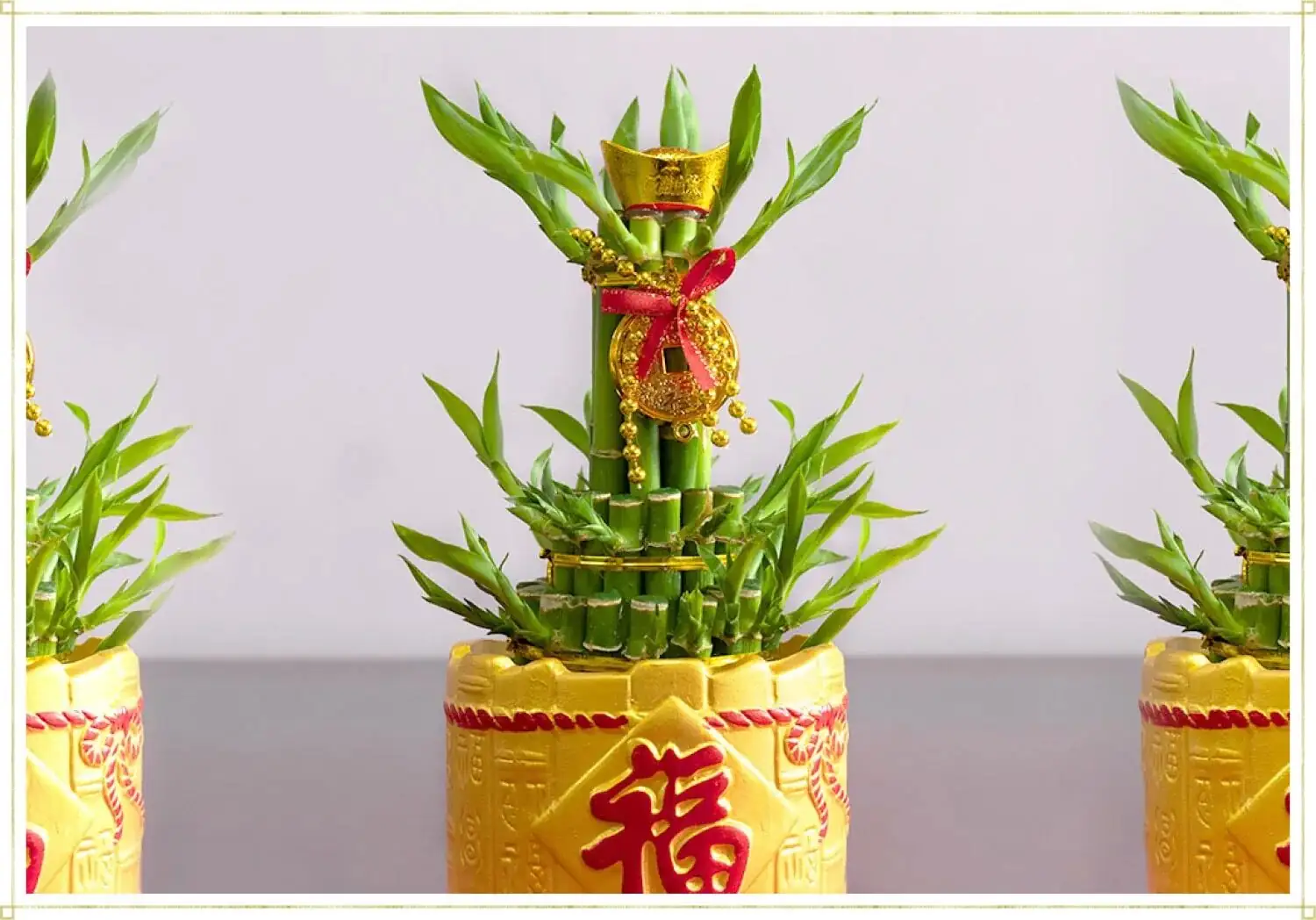 lucky bamboo stalk bundle red ribbon