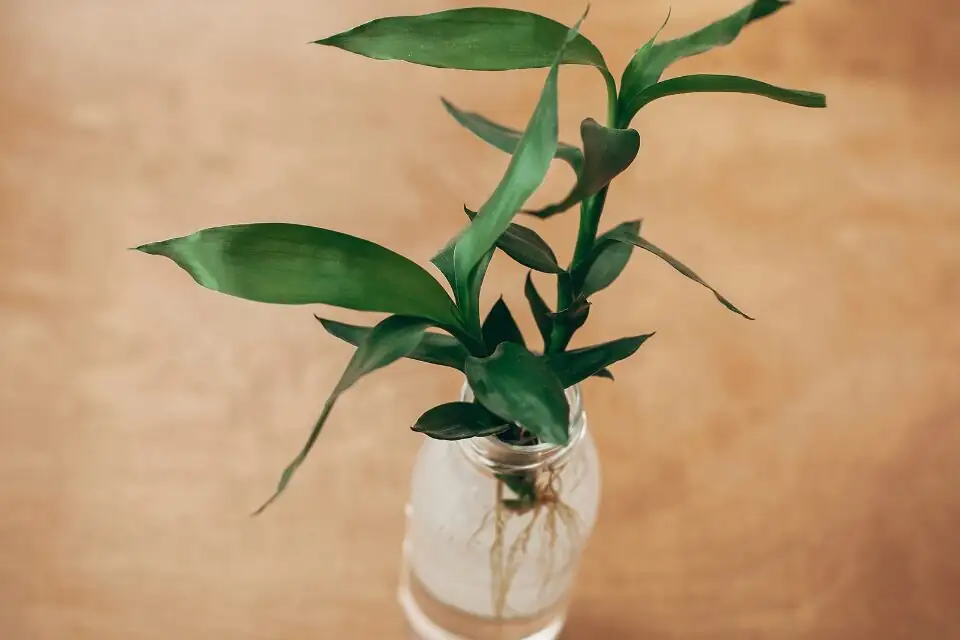 lucky bamboo water roots close-up