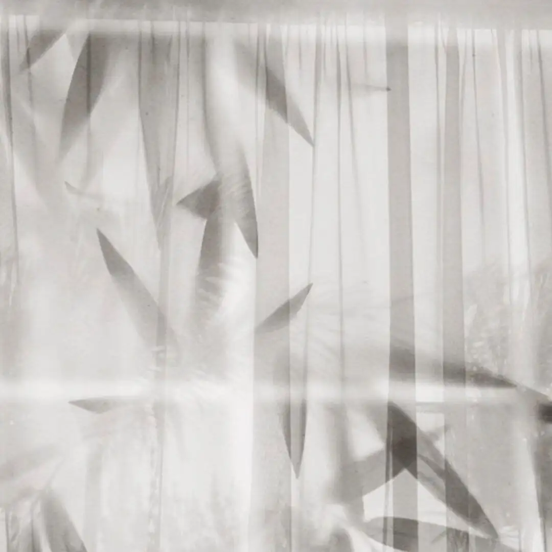 lucky bamboo behind sheer curtain
