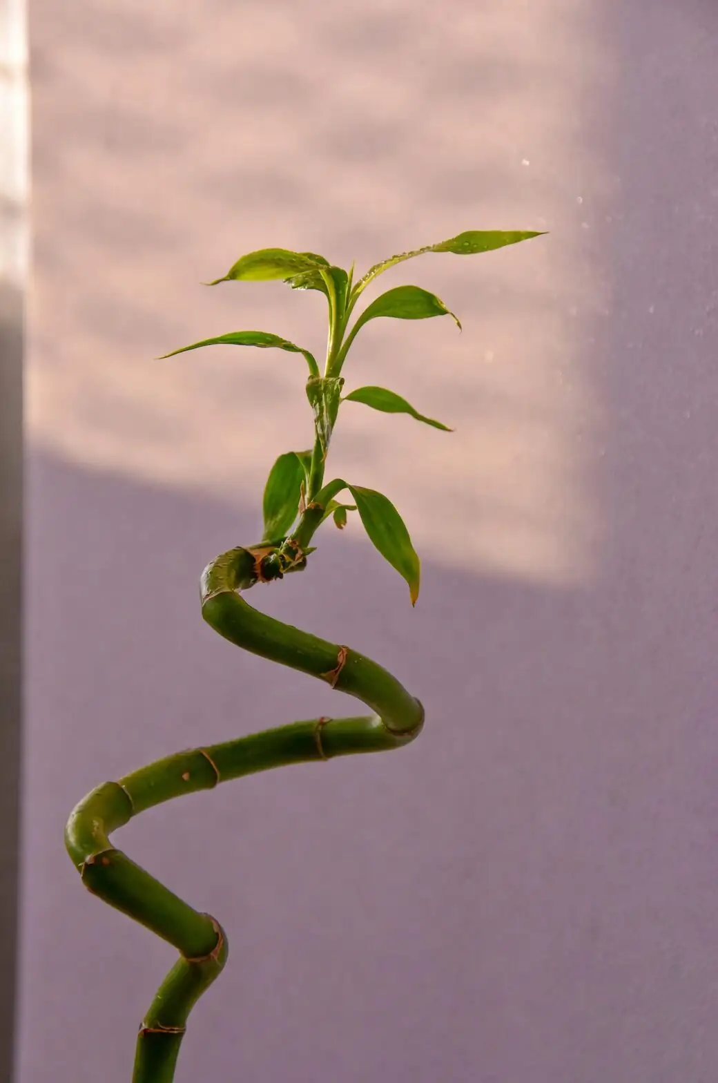 lucky bamboo water roots close-up