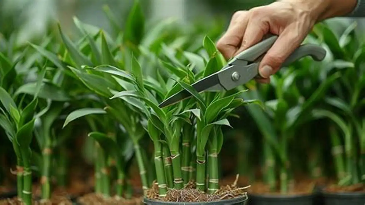 lucky bamboo stem pruning scissors