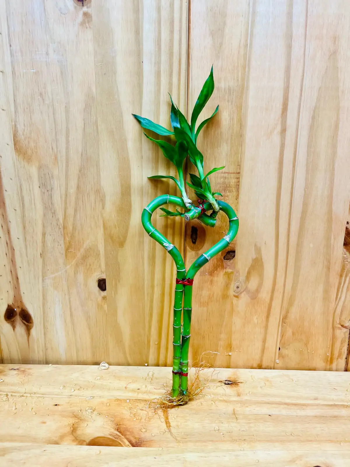 lucky bamboo cutting nodes shears