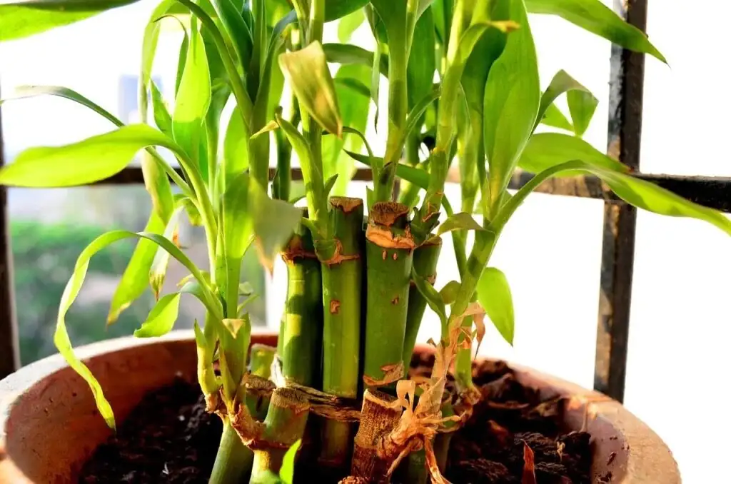 lucky bamboo soil propagation mix