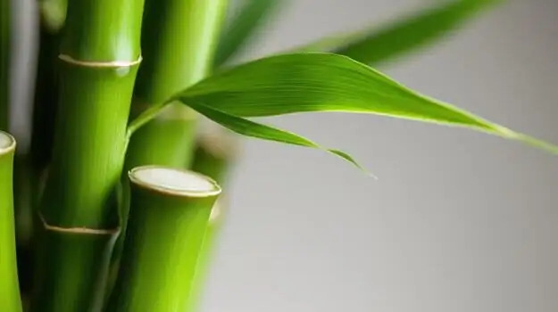 lucky bamboo white roots closeup