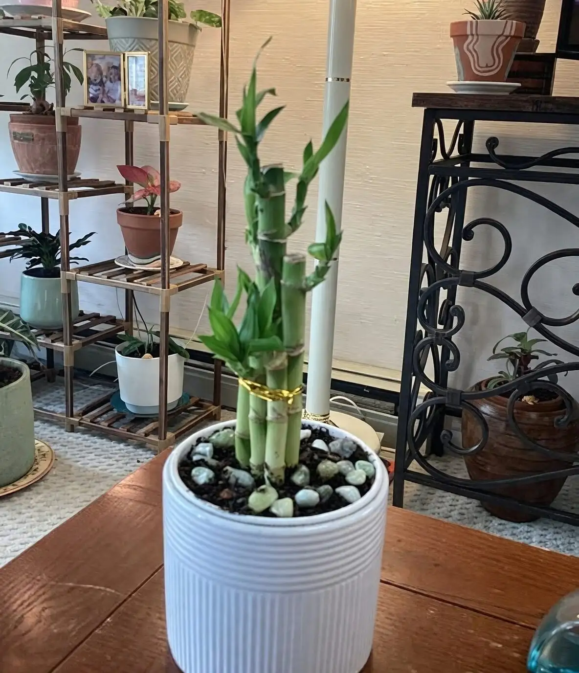 lucky bamboo east window morning light