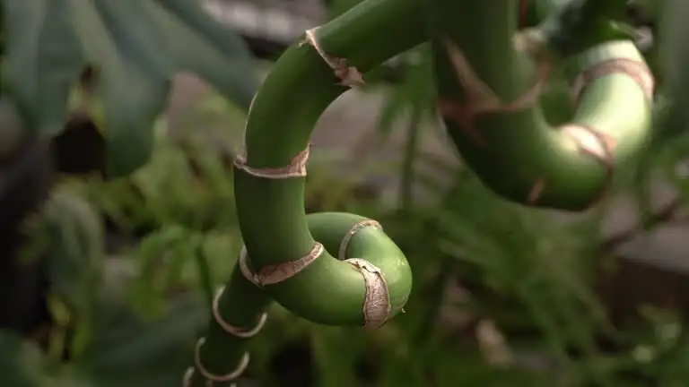 lucky bamboo tiered tower close-up