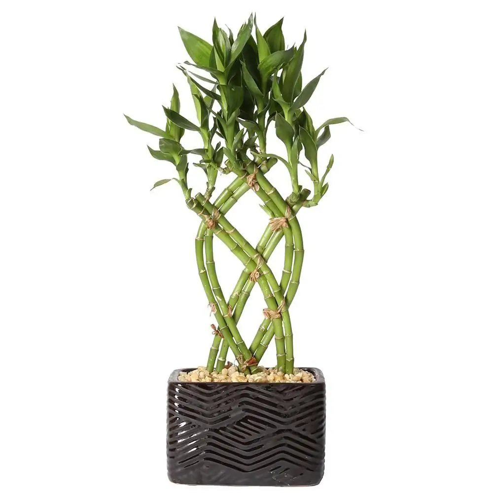 lucky bamboo braid weaving close-up