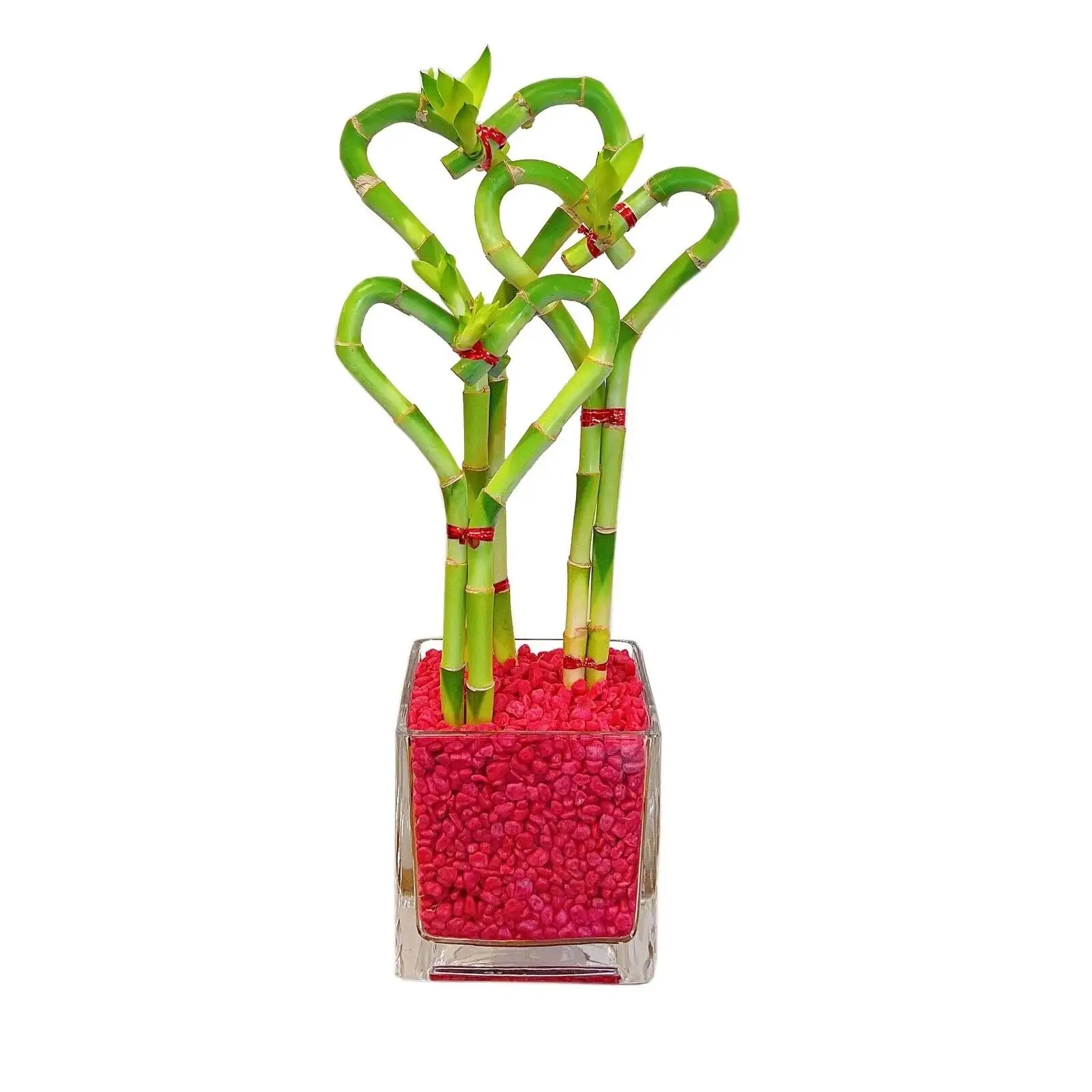 lucky bamboo heart shape arrangement