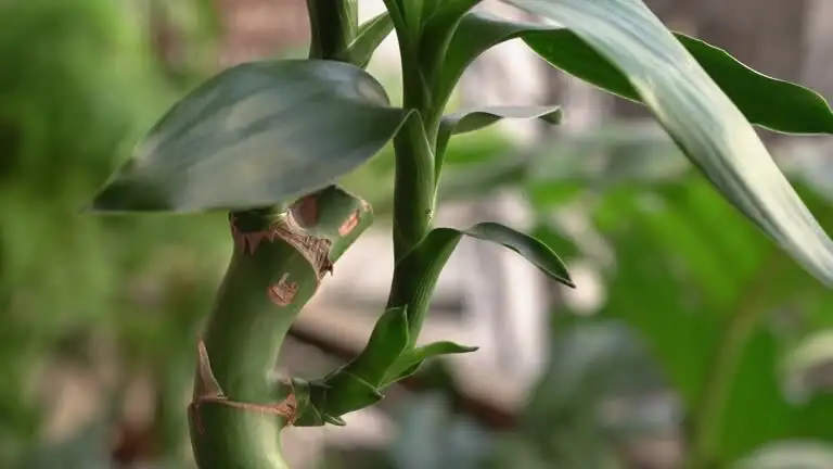 lucky bamboo water roots close-up