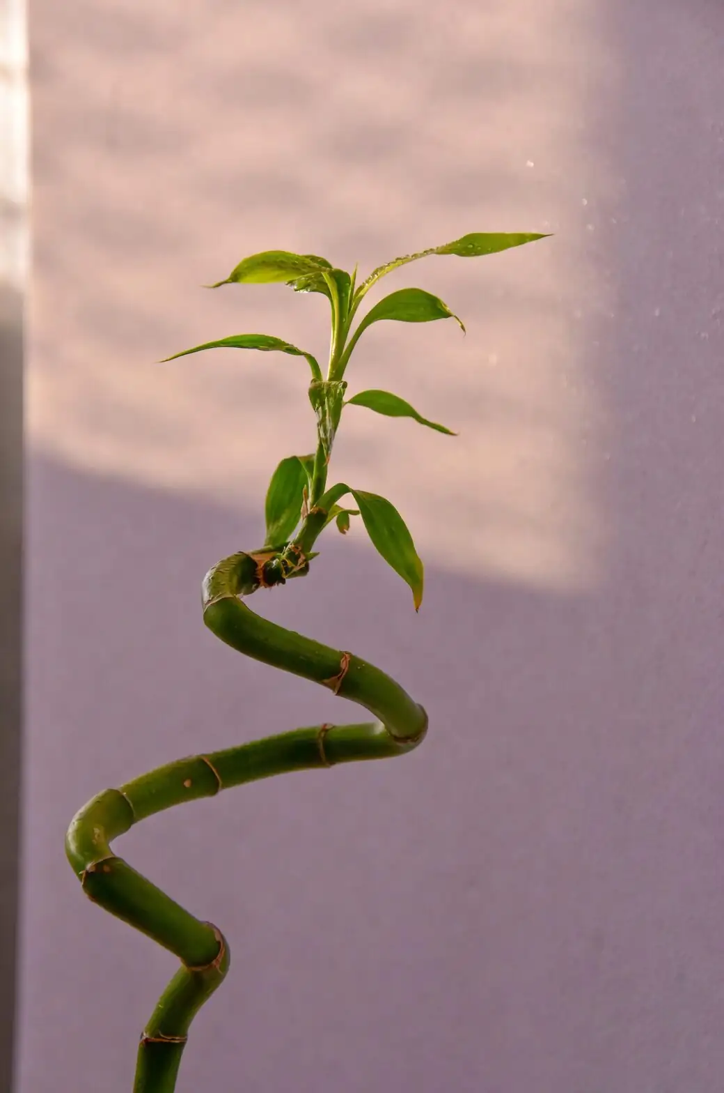 lucky bamboo water roots close-up