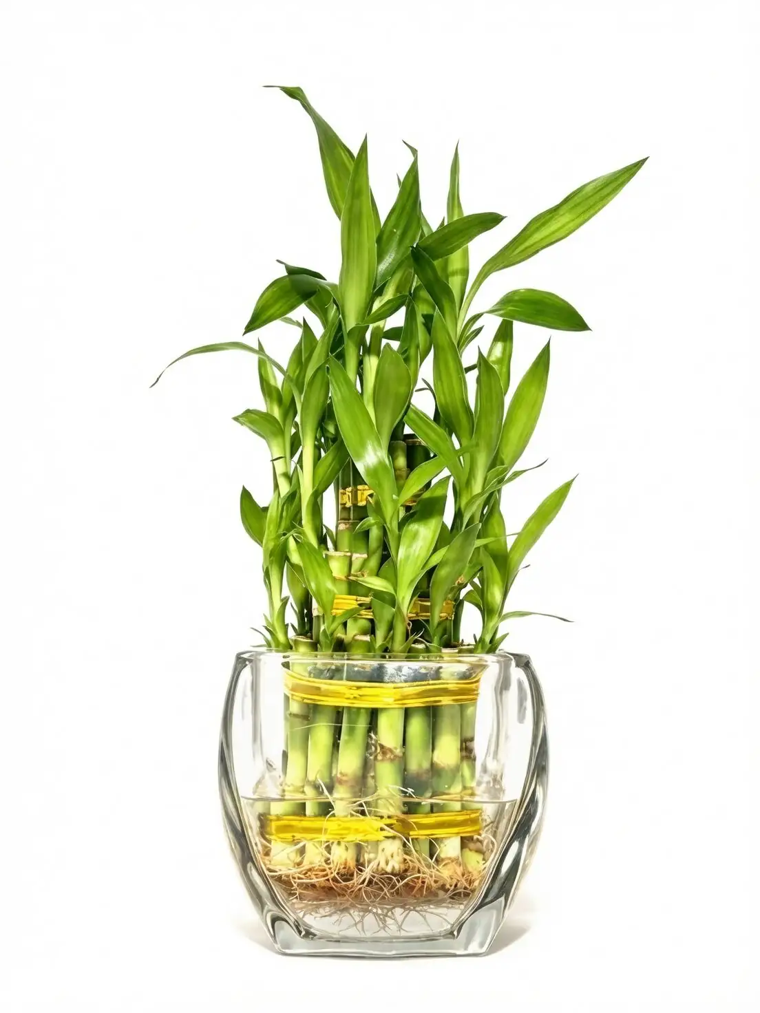 lucky bamboo glass cabinet indoor