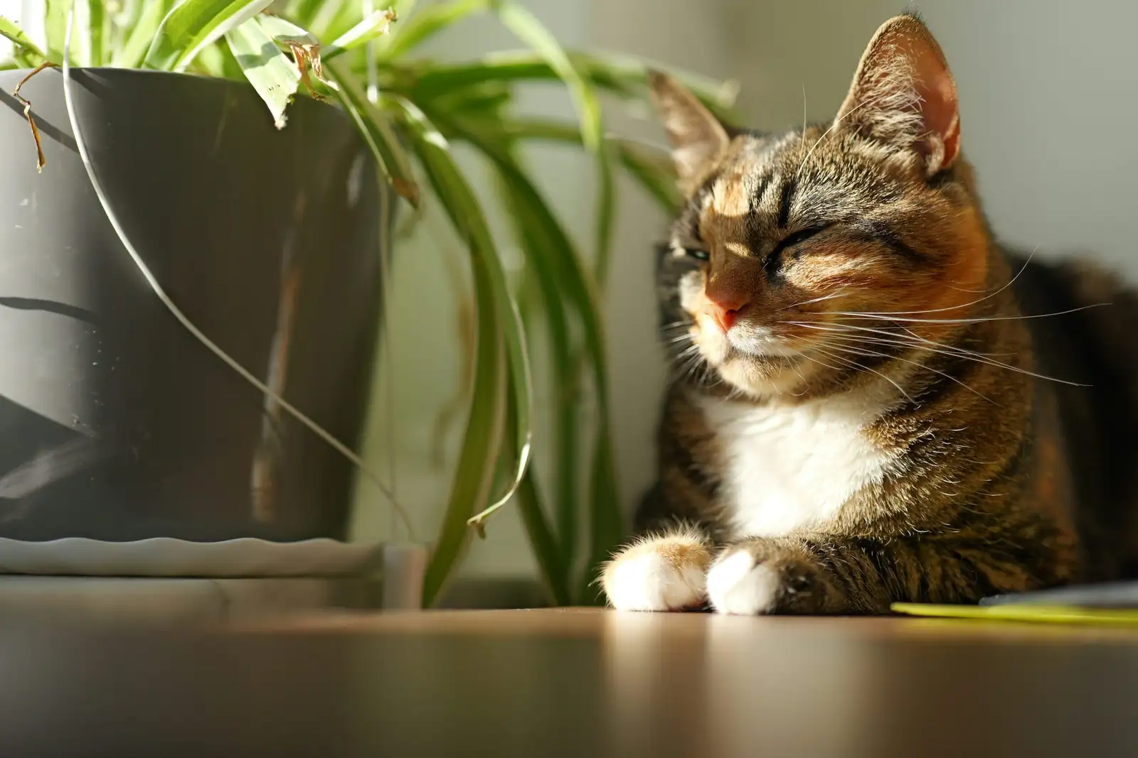 spider plant windowsill with cat