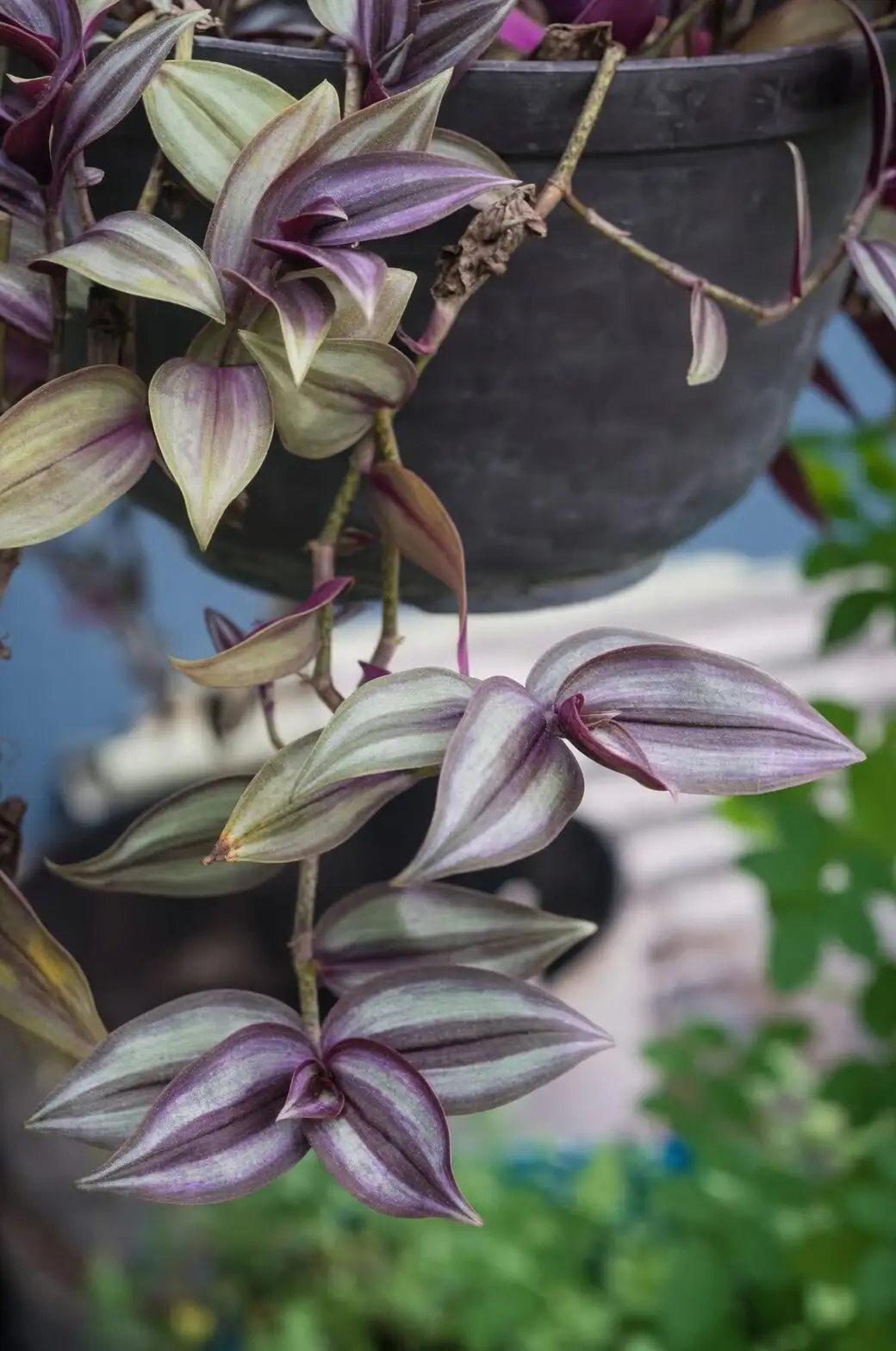 Tradescantia zebrina bright window