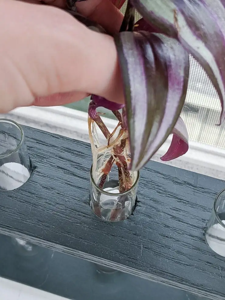 Tradescantia zebrina watering soil