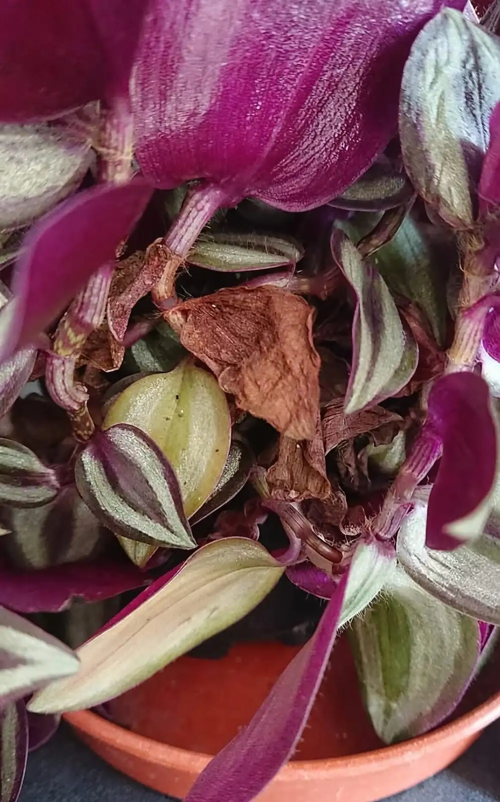 tradescantia zebrina leaf underside purple close-up