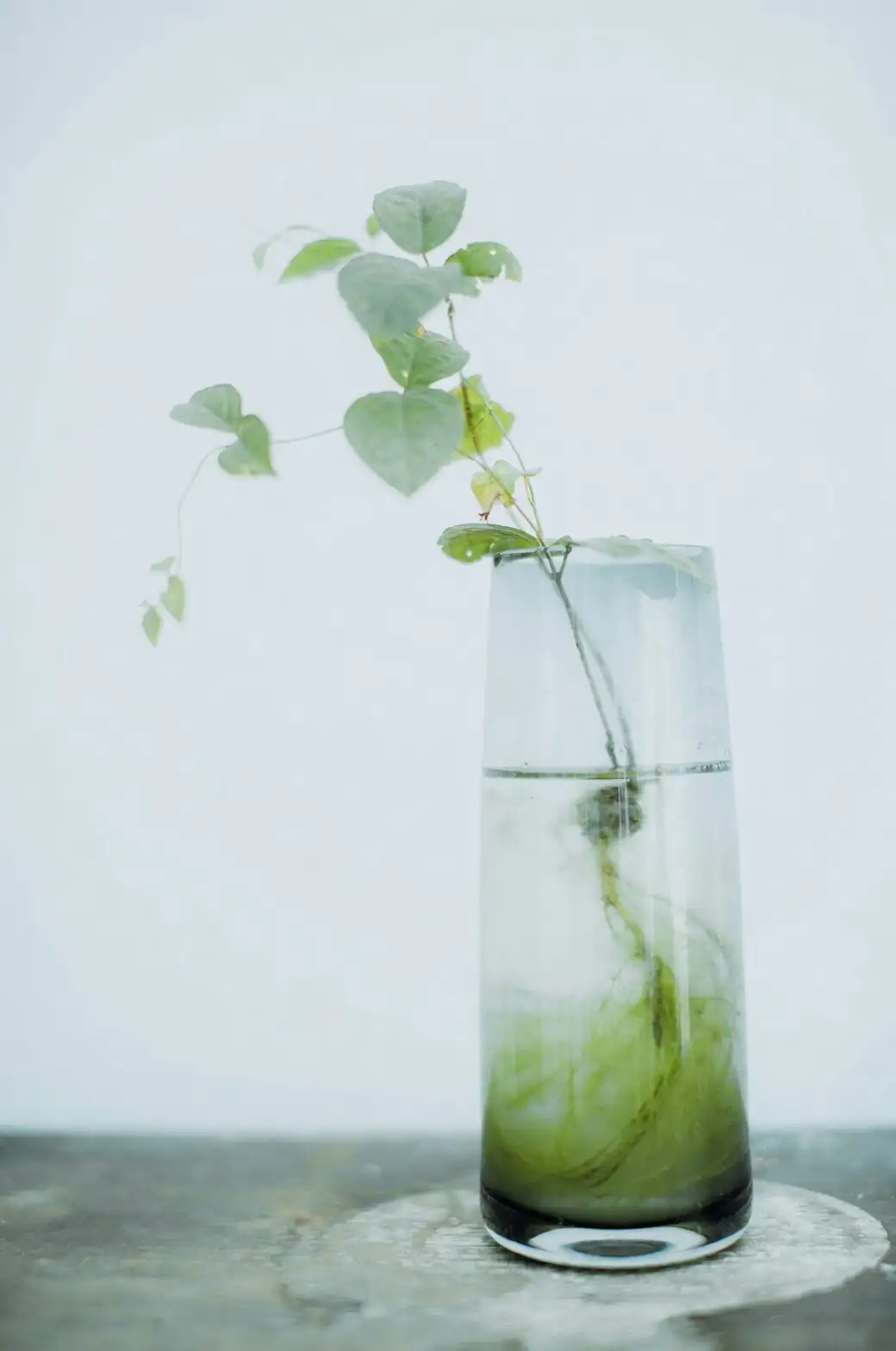 tradescantia zebrina stem cuttings in water