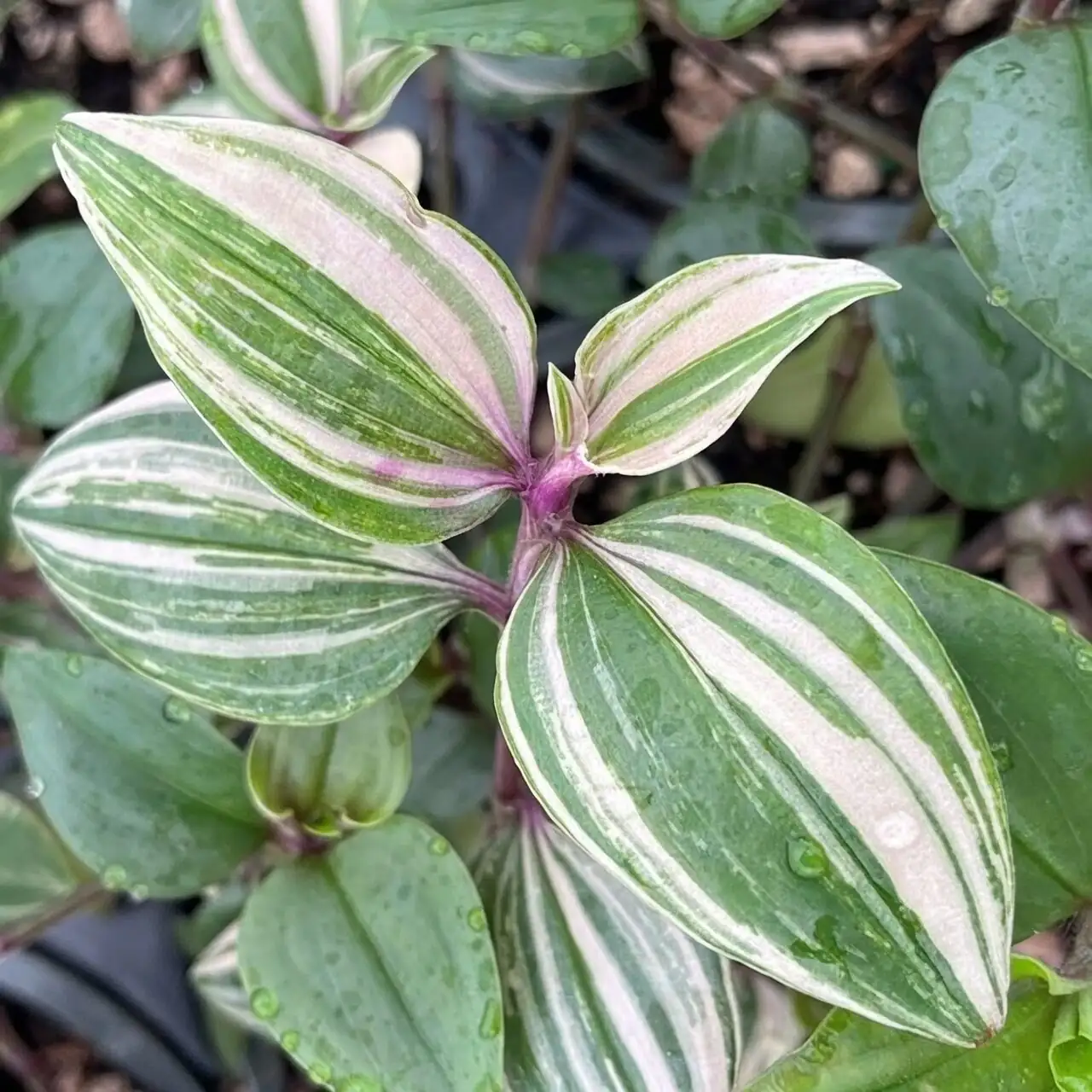tradescantia zebrina forest edge groundcover