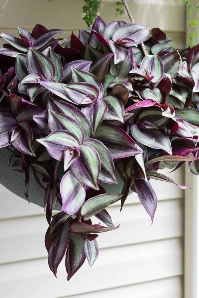 tradescantia zebrina watering indoor