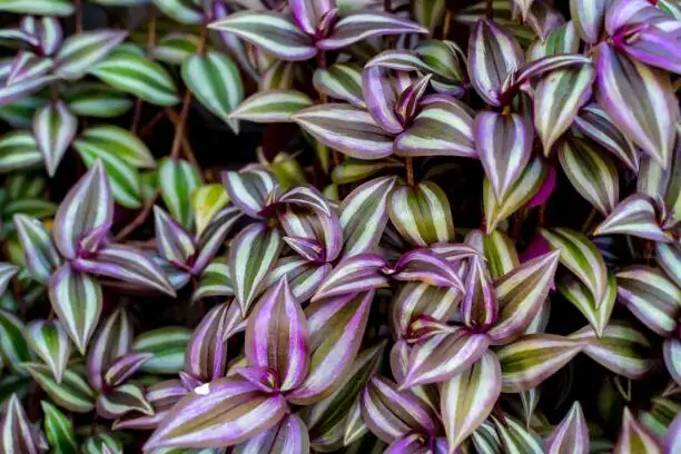 tradescantia zebrina leaf close-up