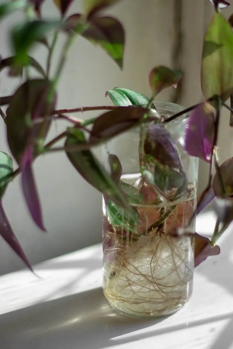tradescantia zebrina node rooting water