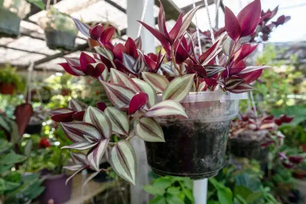tradescantia zebrina cascading hanging pot