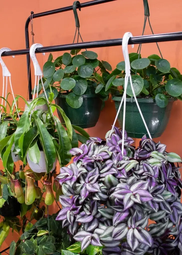 tradescantia zebrina nursery plant label