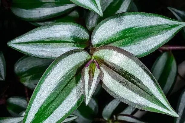 tradescantia zebrina pruning hands