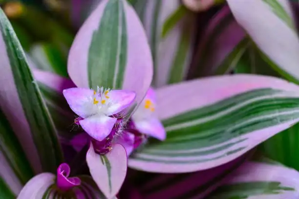 tradescantia zebrina leaf close up
