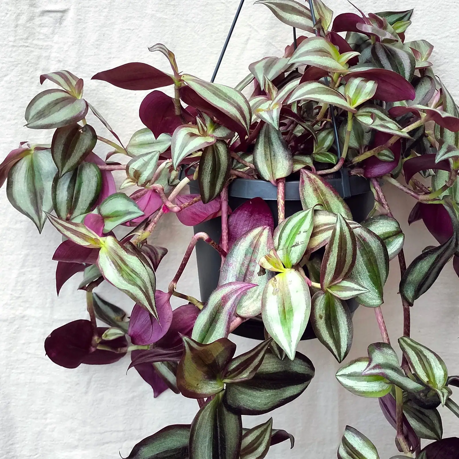 tradescantia zebrina living room shelf