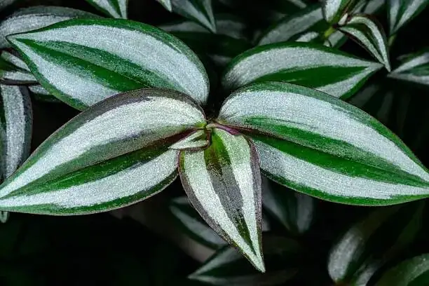 tradescantia zebrina scindapsus pictus planter