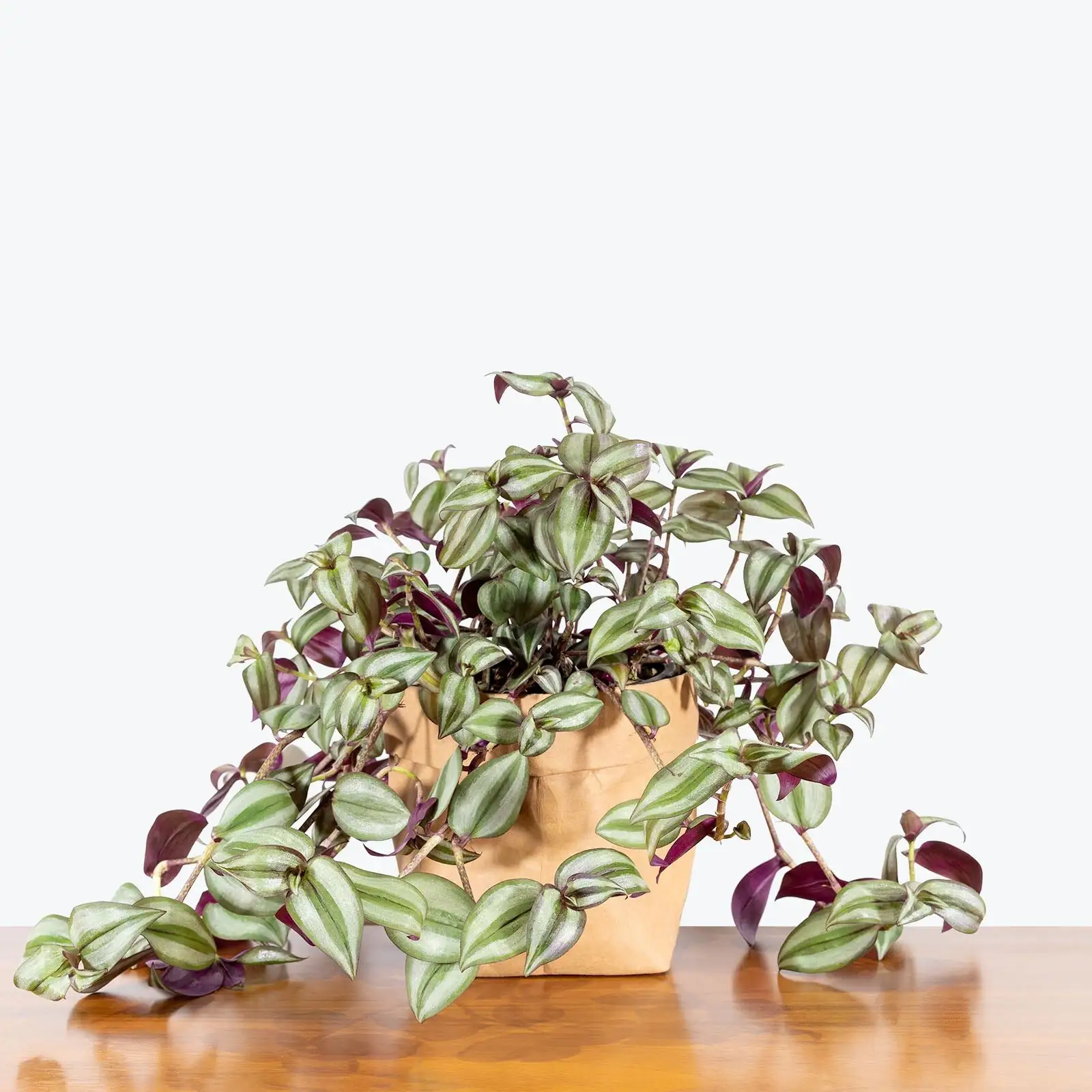tradescantia zebrina with monstera planter