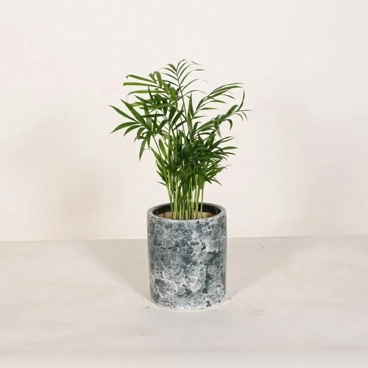 tradescantia zebrina with parlor palm stand