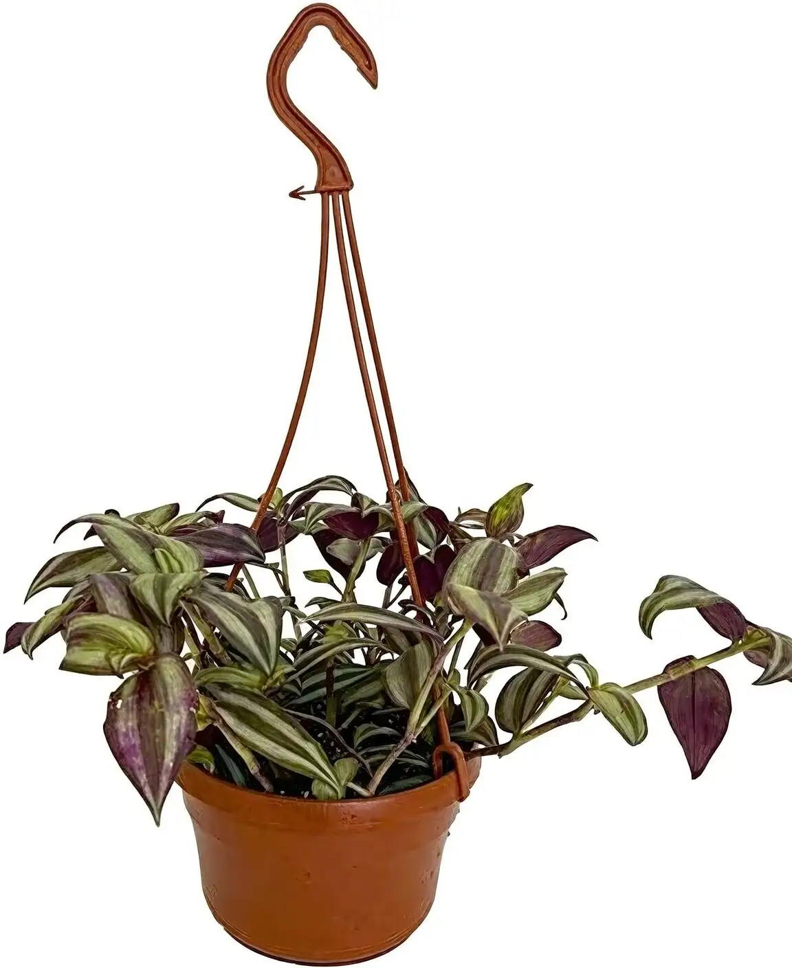 Tradescantia zebrina hanging pot ceiling hook