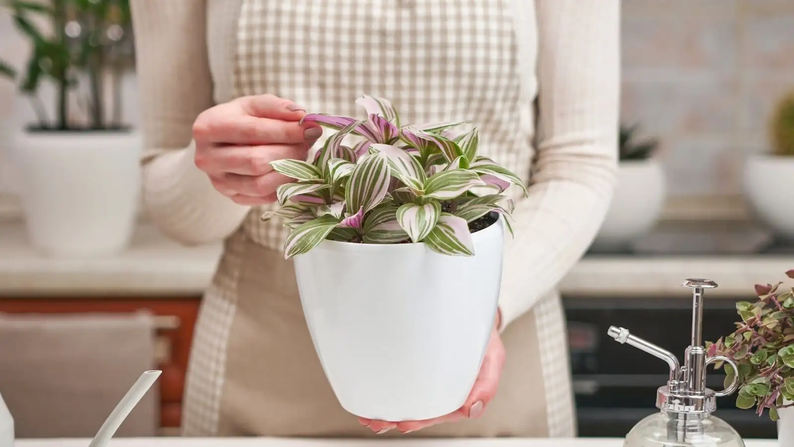 Tradescantia zebrina pruning with gloves