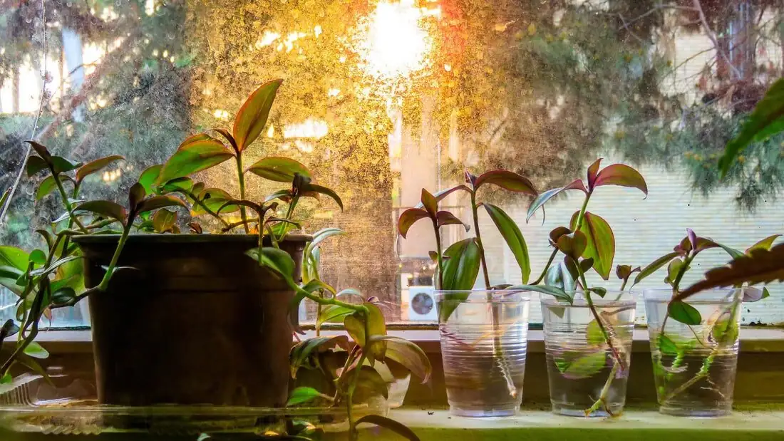 Tradescantia zebrina water propagation cuttings