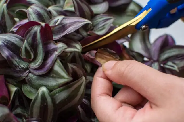 tradescantia zebrina pruning with shears