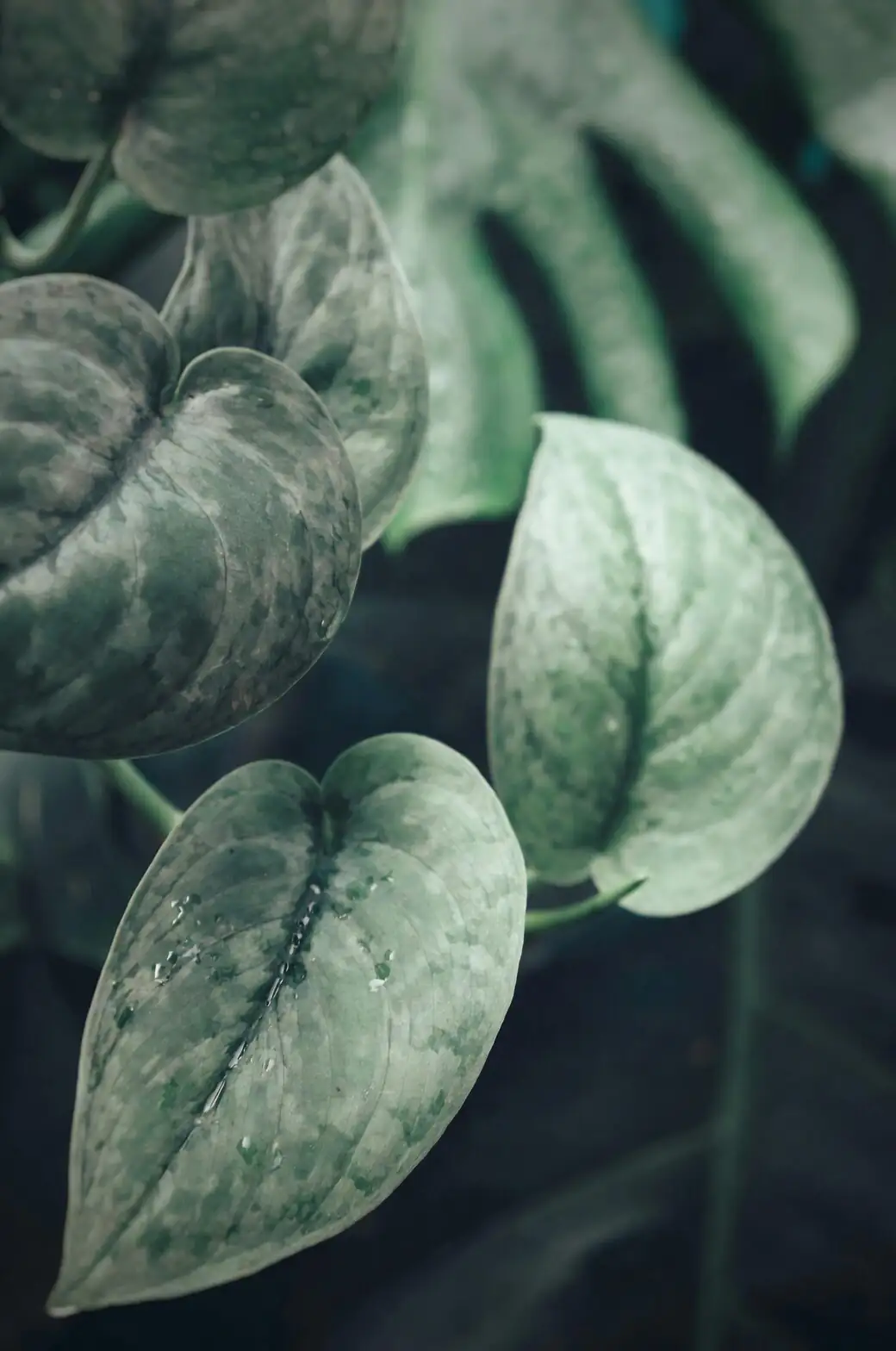 tradescantia zebrina cuttings in water