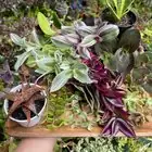 tradescantia zebrina cuttings around rim