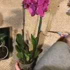 oncidium bark substrate finger test