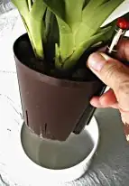 oncidium pot lifting check