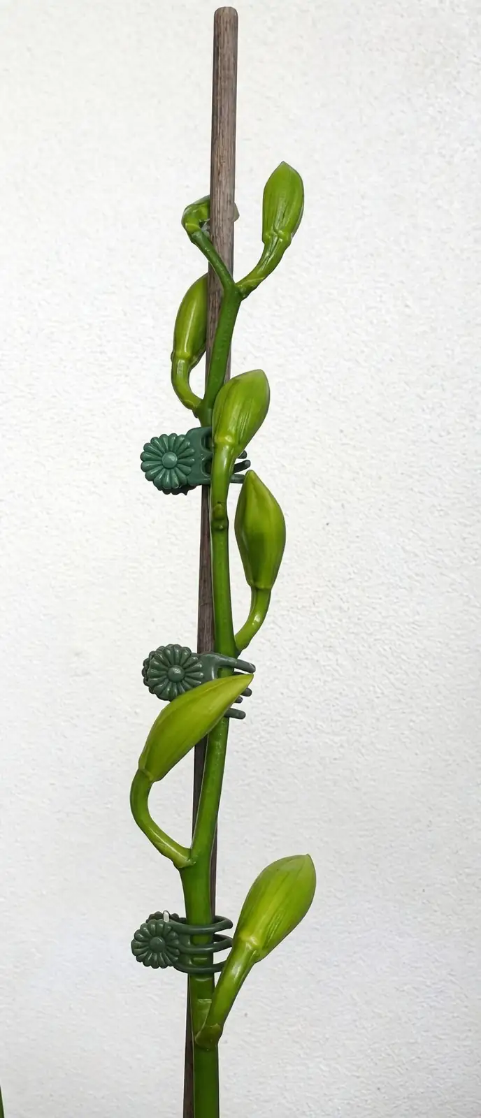 oncidium flower spike staking