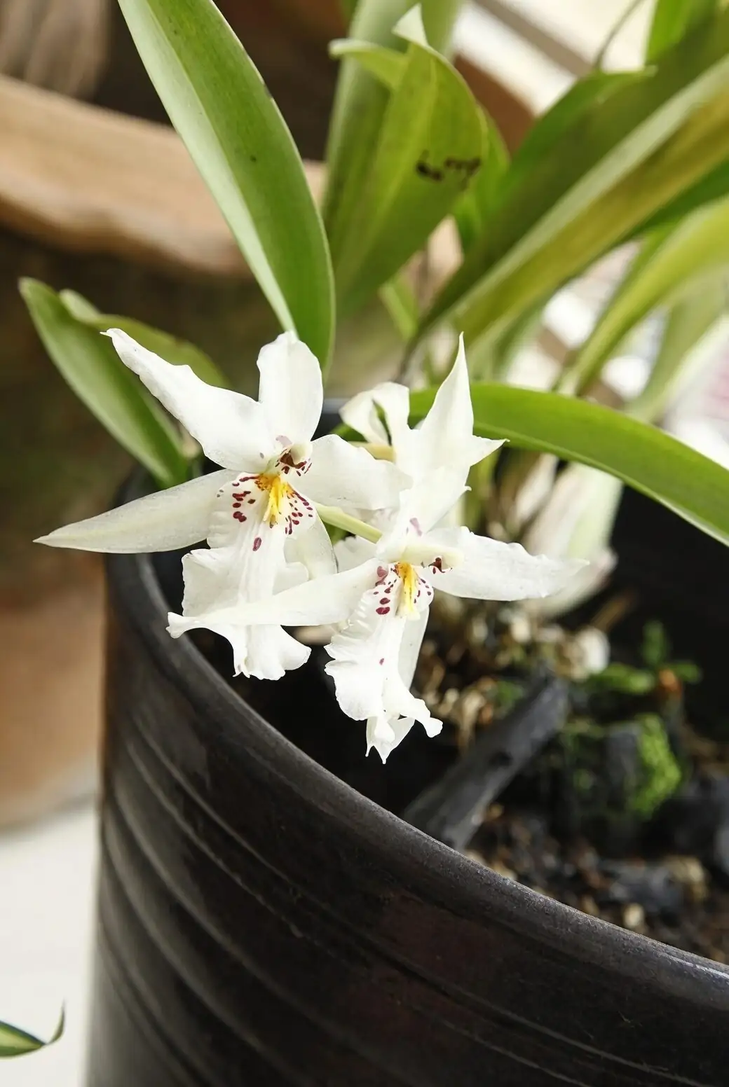 oncidium pseudobulb close-up