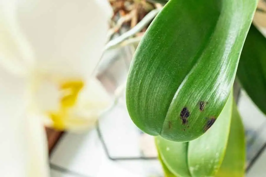 oncidium orchid leaf black spots