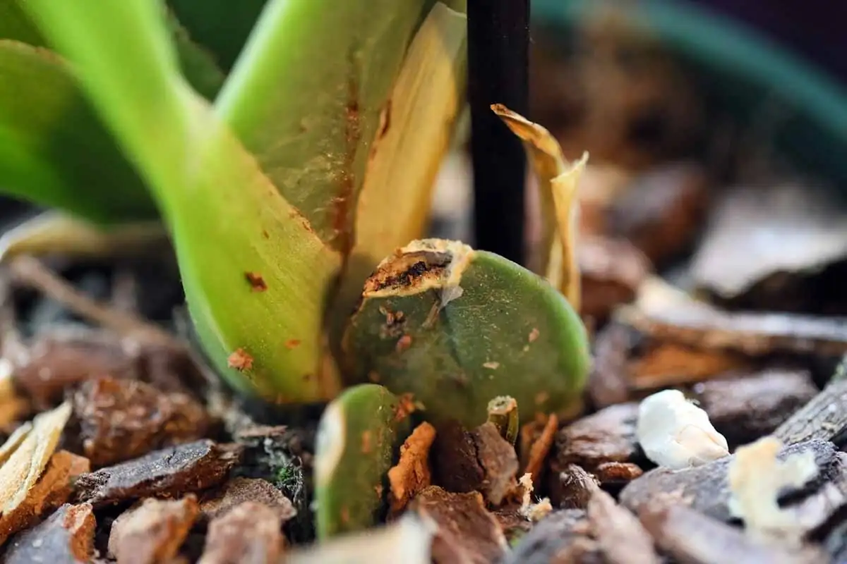 oncidium orchid pseudobulb soft rot cut