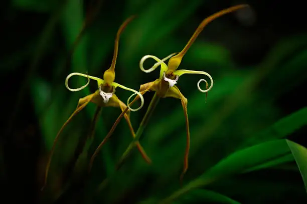 oncidium orchid scale insects cotton swab