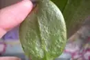 oncidium orchid spider mites leaf underside