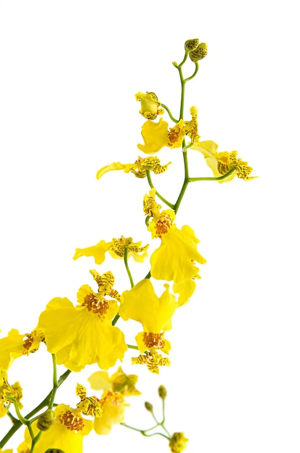 oncidium yellow flower spray close-up